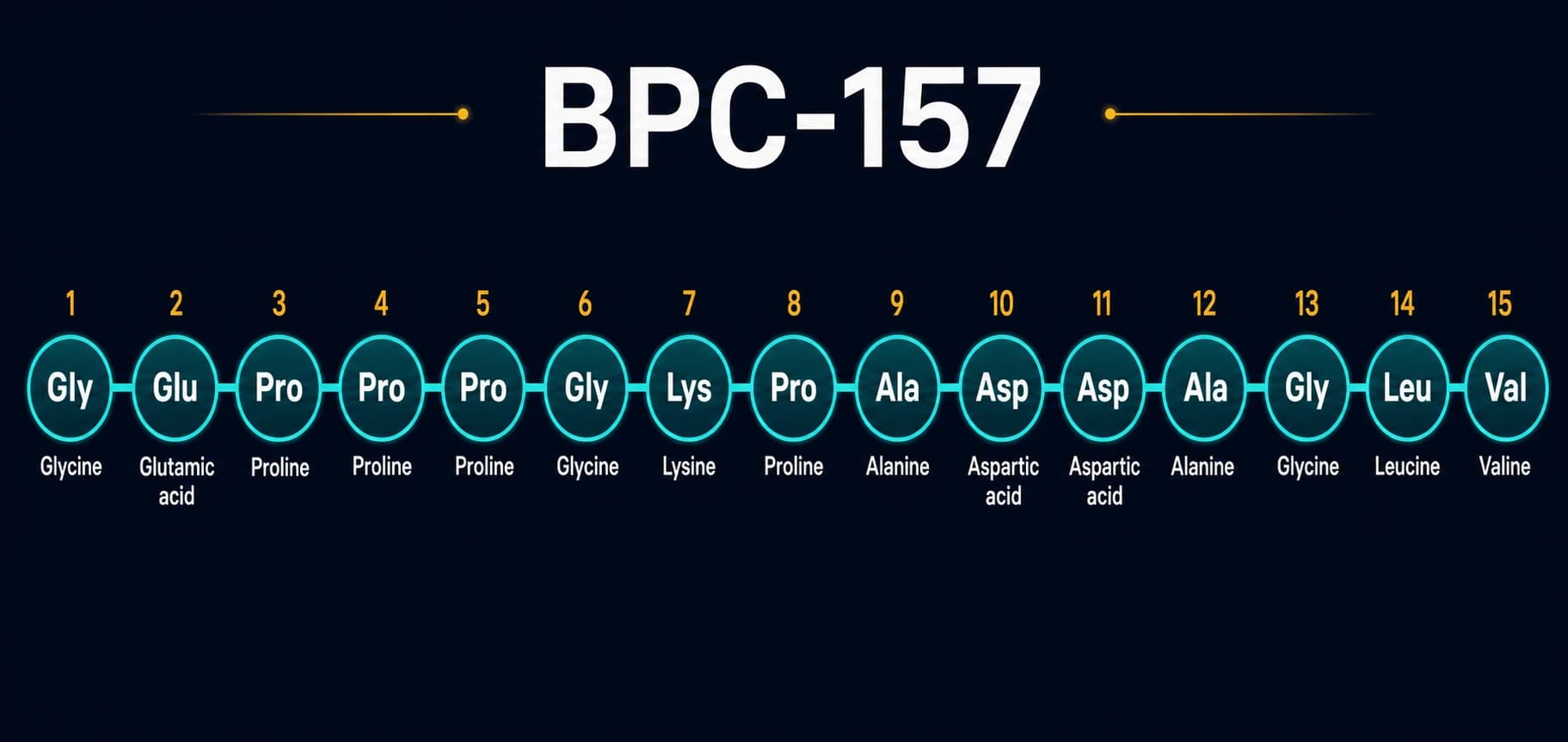 BPC-157 amino-acid chain numbered 1 through 15: Glycine, Glutamic acid, Proline, Proline, Proline, Glycine, Lysine, Proline, Alanine, Aspartic acid, Aspartic acid, Alanine, Glycine, Leucine, and Valine.